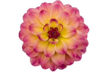 Dahlia Hypnotica Rose Bicolour Variety Thumbnail0.jpg